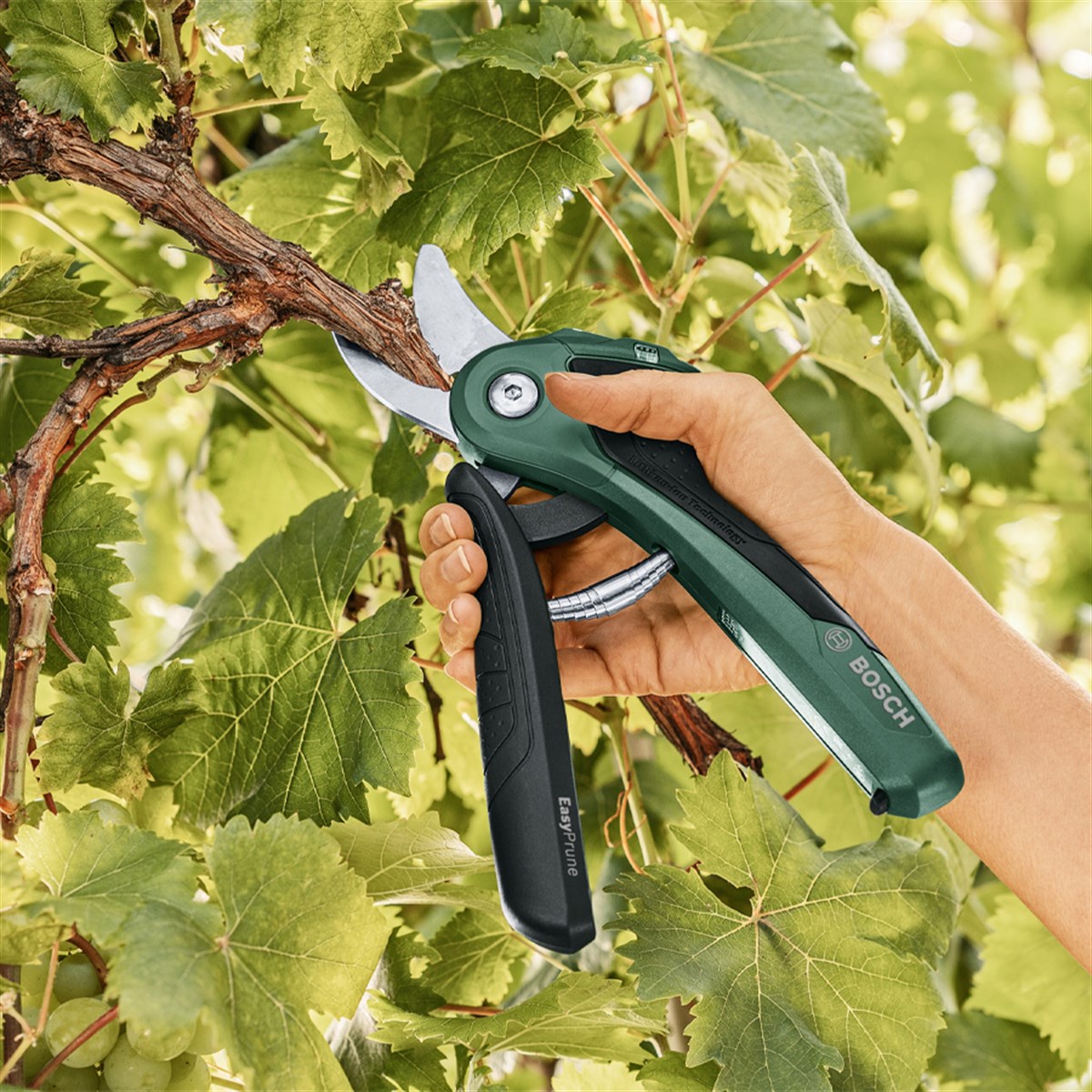  BOSCH Easyprune Akülü Bahçe Budama Makası - 06008B2100 